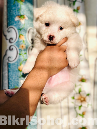 German spitz